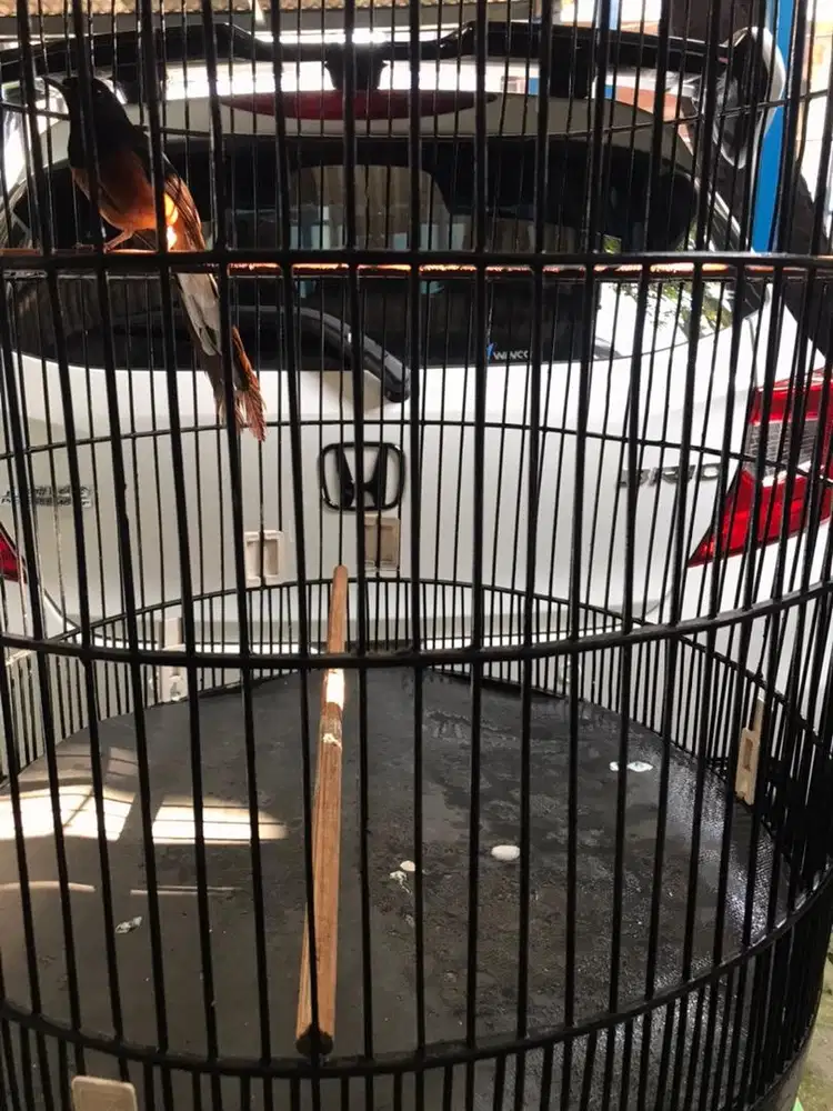 Burung murai ring bnr &apbn
