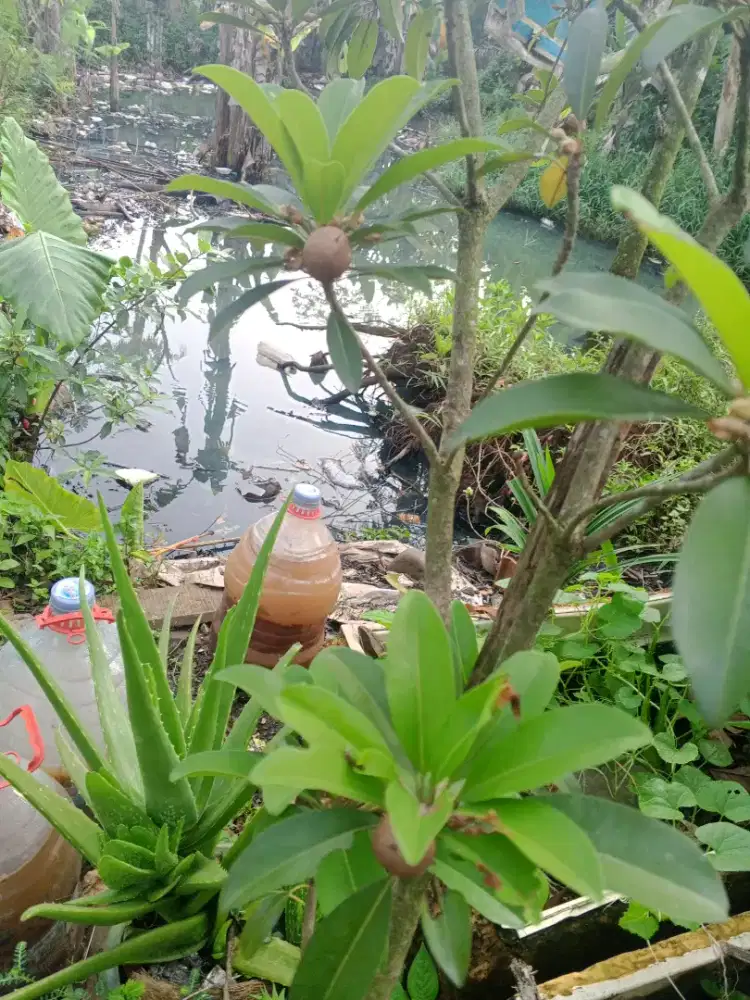 Pohon sawo berbuah