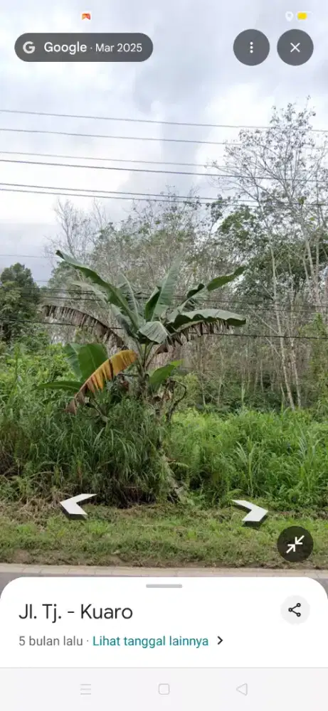 Dijual pohon karet