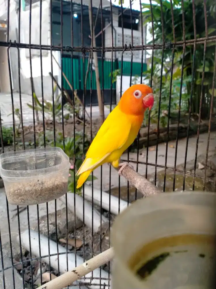 Lovebird lutino MM