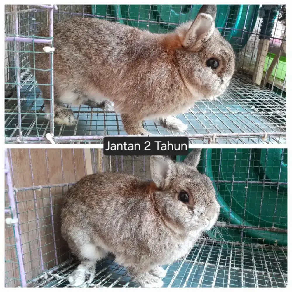 Lepas Adopt Kelinci ND Borongan