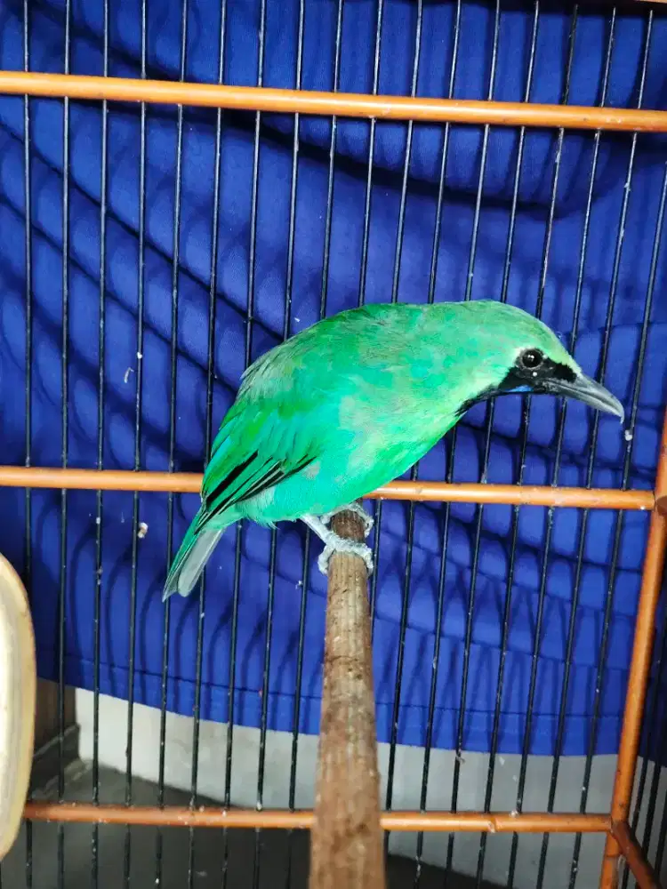 Burung muray daun brisik bodi big mulus fulset tt silahkan asal ccok