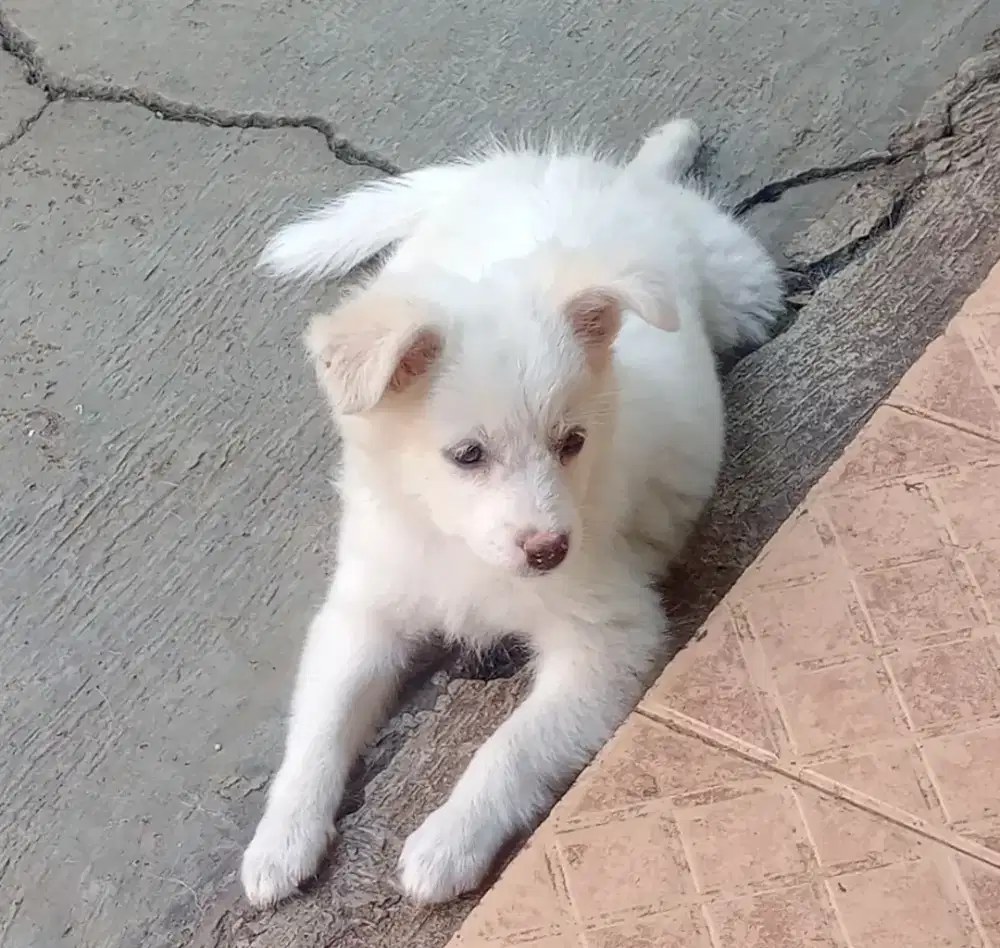 Anak Anjing Cakep Putih Polos