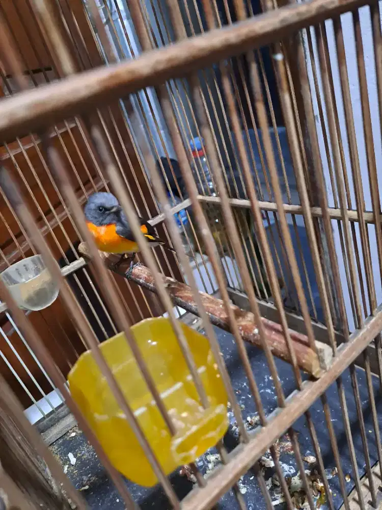 Burung mantenan dan opyor