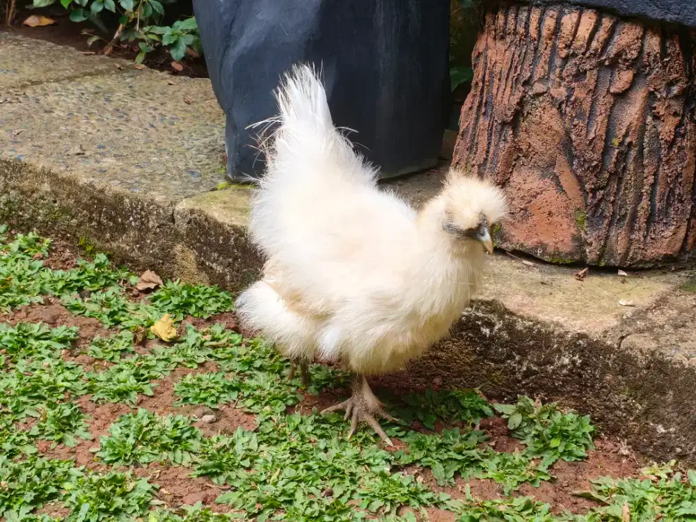 Ayam kapas dewasa 1 pasang