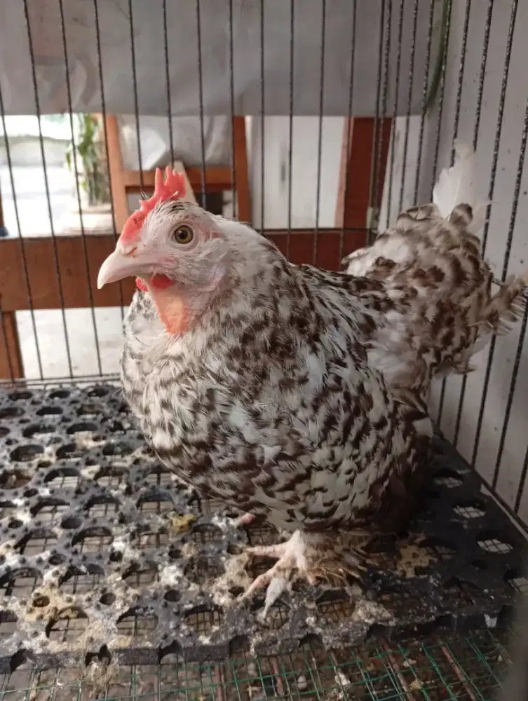 Ayam Betina Kate Belgian D'Uccle