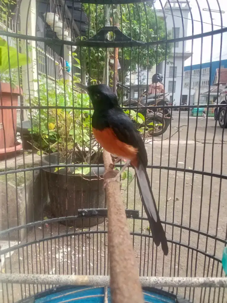 Murai batu ring BF