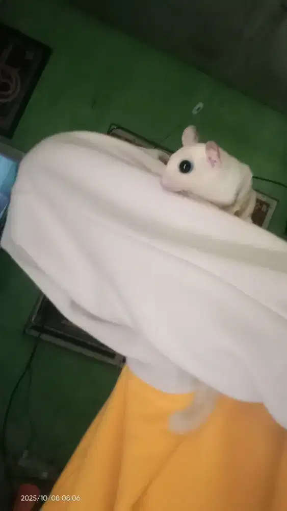 Leu jantan, usia 3 bulan, cari tukeran joey aja