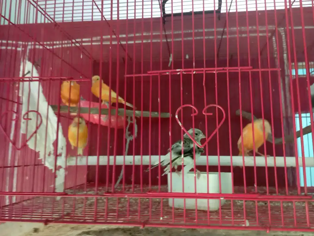 Kenari betina lokal