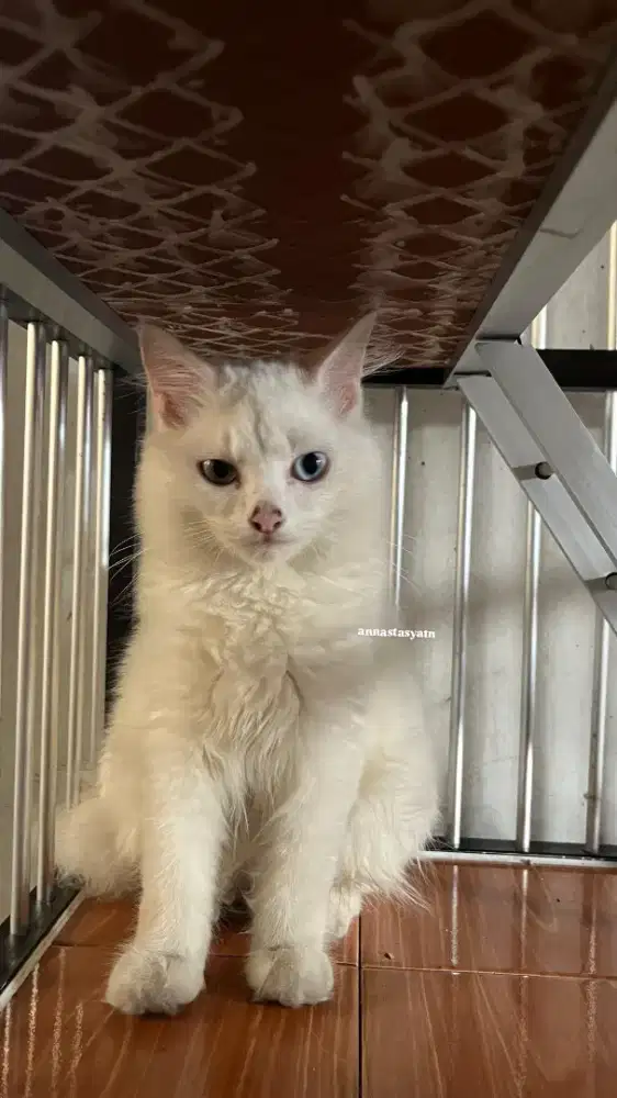 Persia Mix Mainecoon