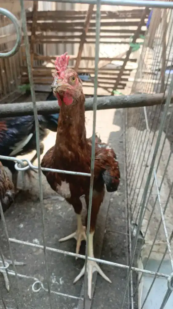 Ayam Pelung Sepasang Berkualitas