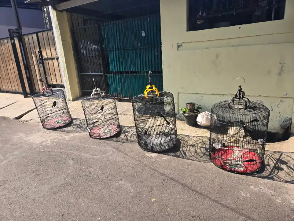 Borongan Murai 4 Ekor Rawatan Gacor