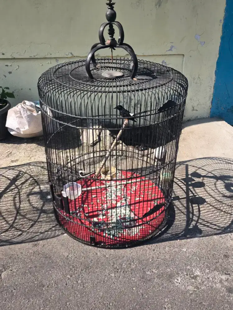 Borongan Murai 4 Ekor Rawatan Gacor