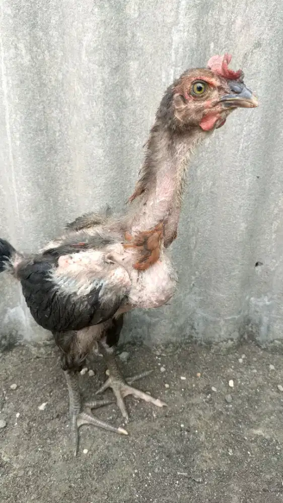 Ayam Pelung Sepasang Terah Berkualitas