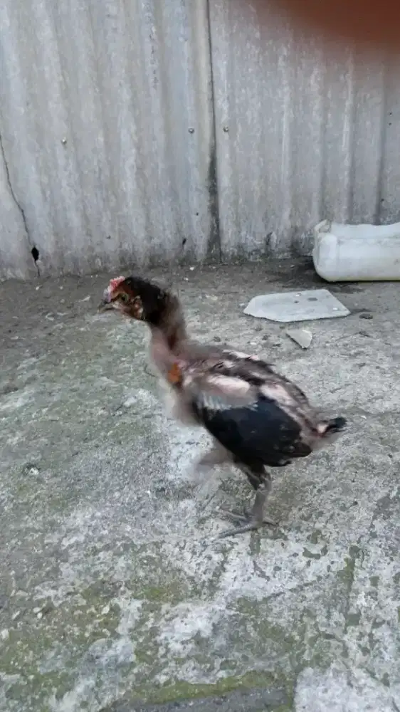 Ayam Pelung Sepasang Terah Berkualitas