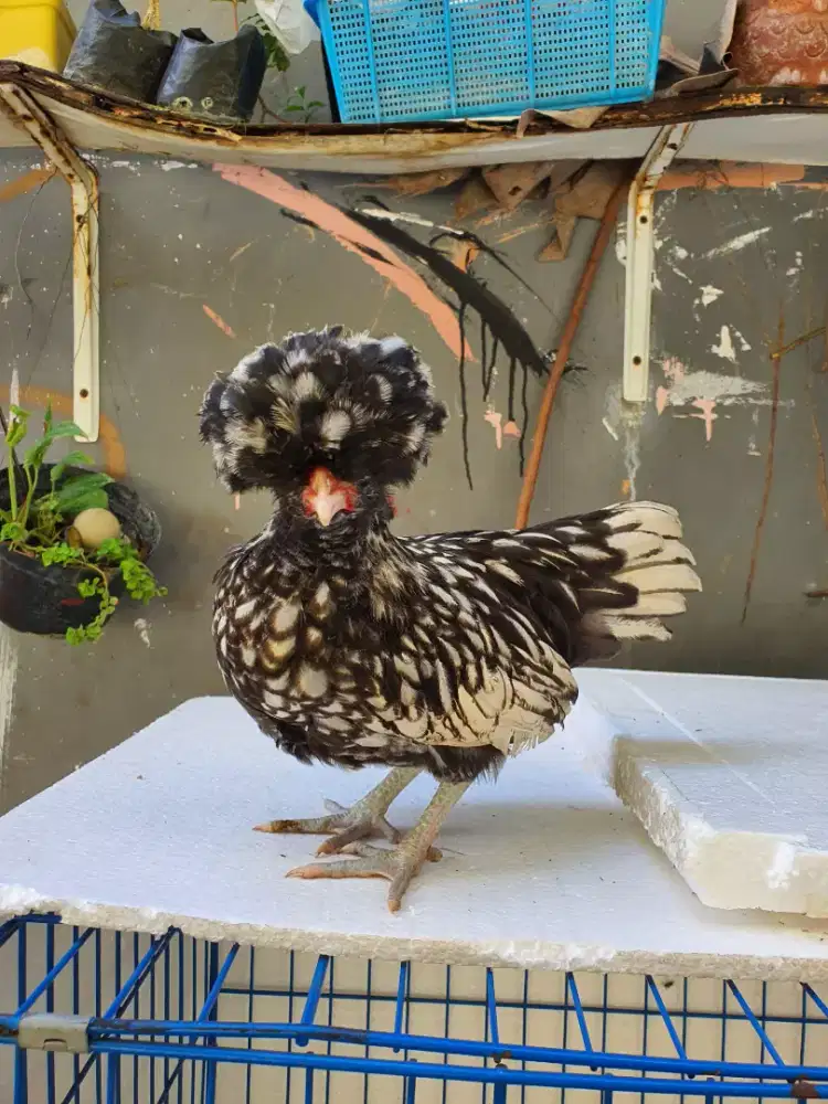 JUAL ANAK AYAM POLAND