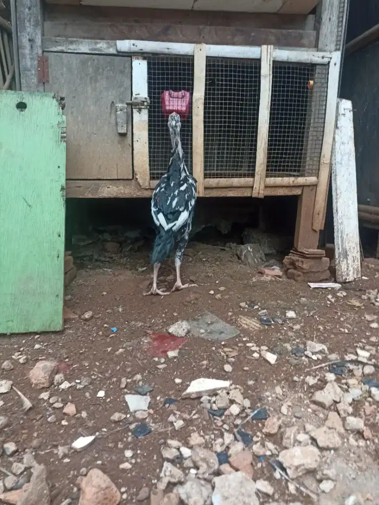Ayam bangkok x Saigon