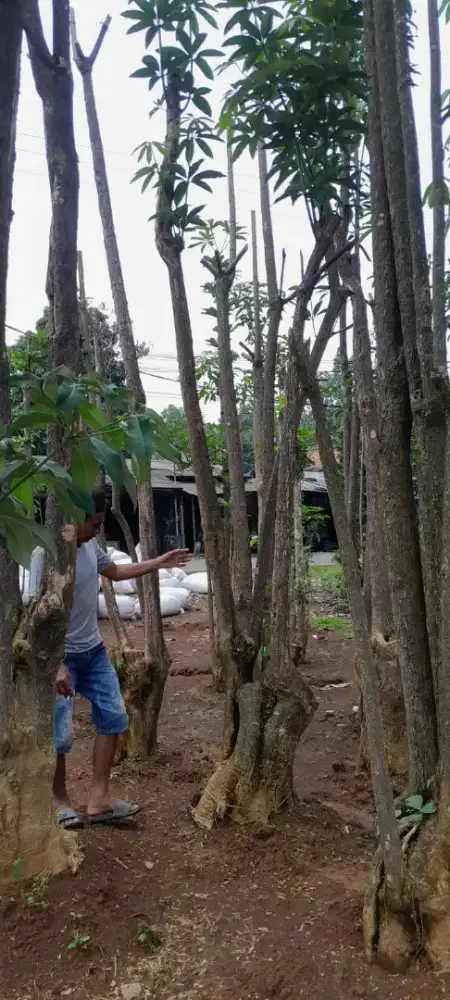 Pohon Pule (alstonia sckolaris)