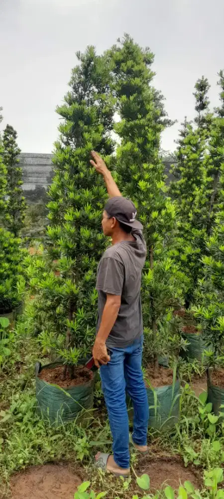 Pohon Louhansung