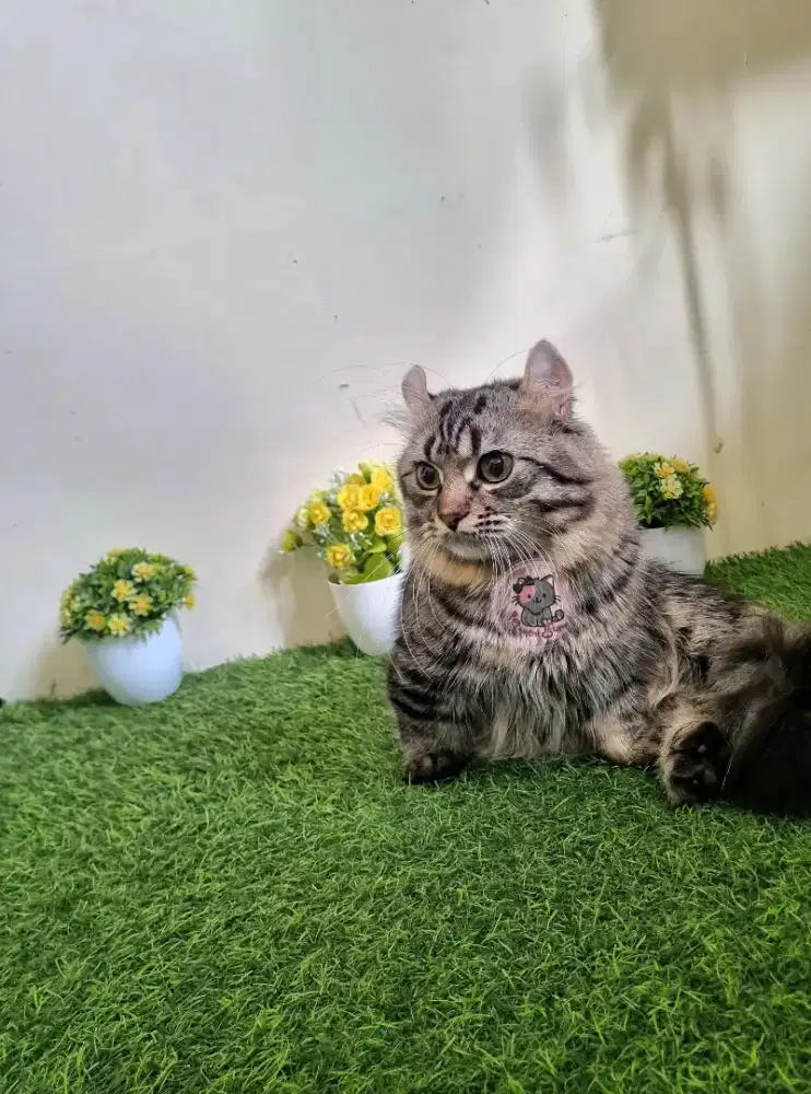 KUCING MUNCHKIN KINKALOW ((CEBOL))