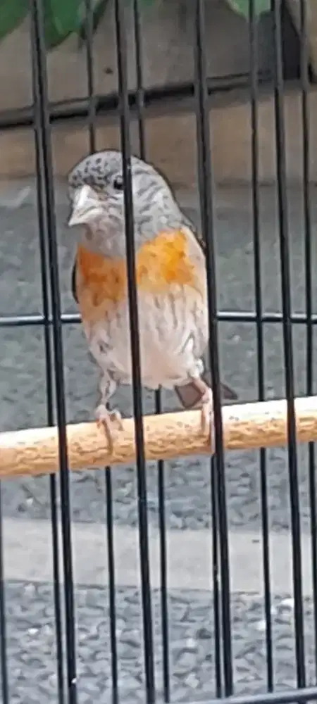 Redsiskin Red Siskin