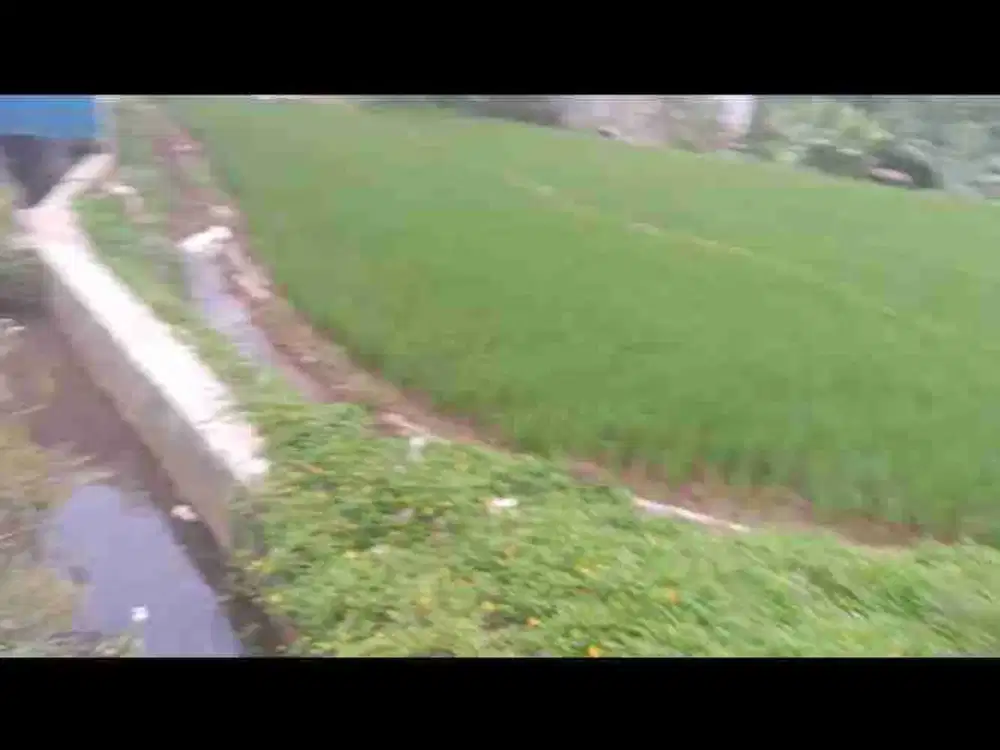 di jual tanah sawah dan kebun air melimpah di ciawi