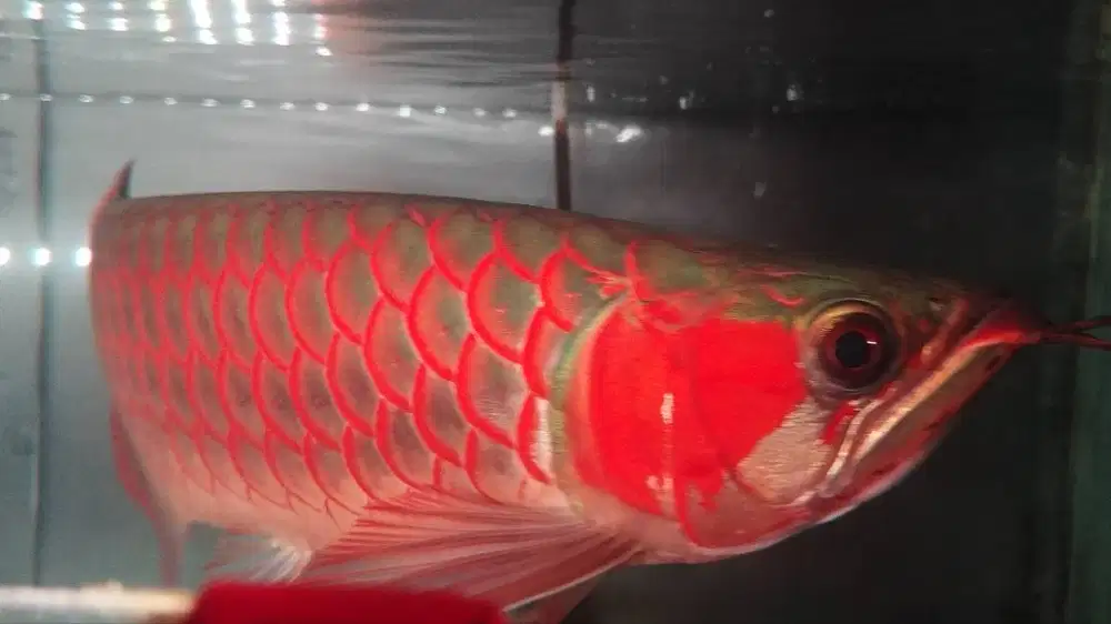 Arwana Super Red