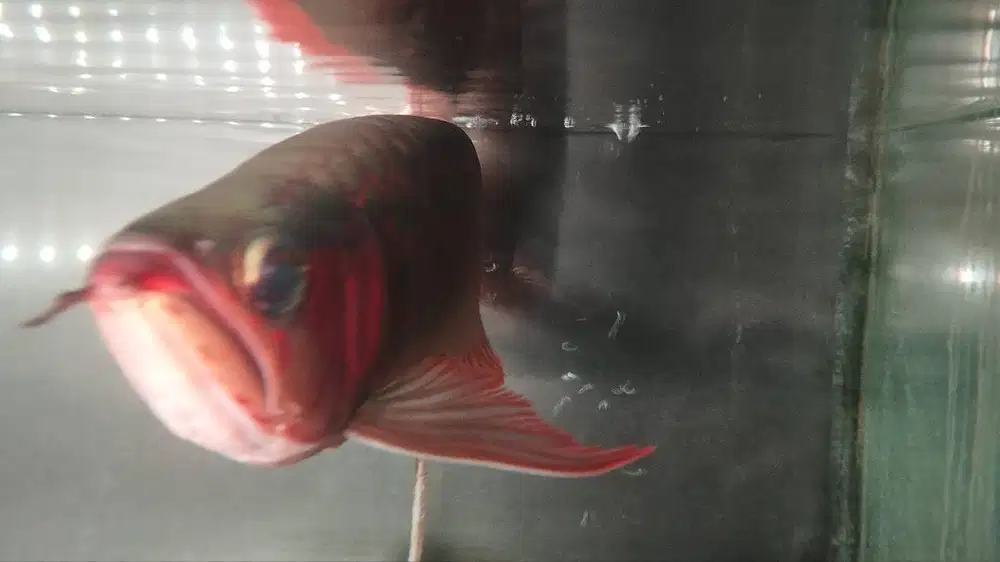 Arwana Super Red