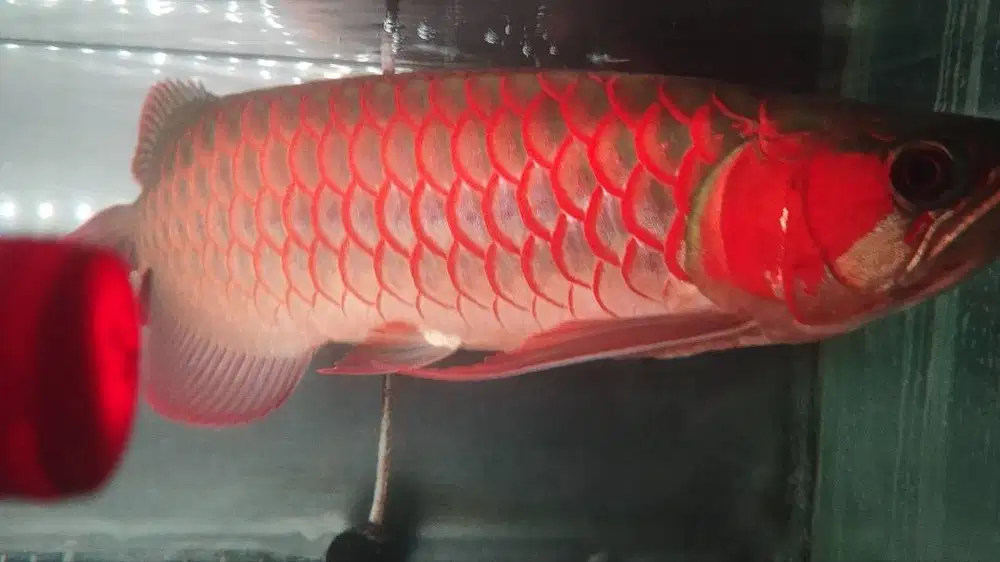 Arwana Super Red