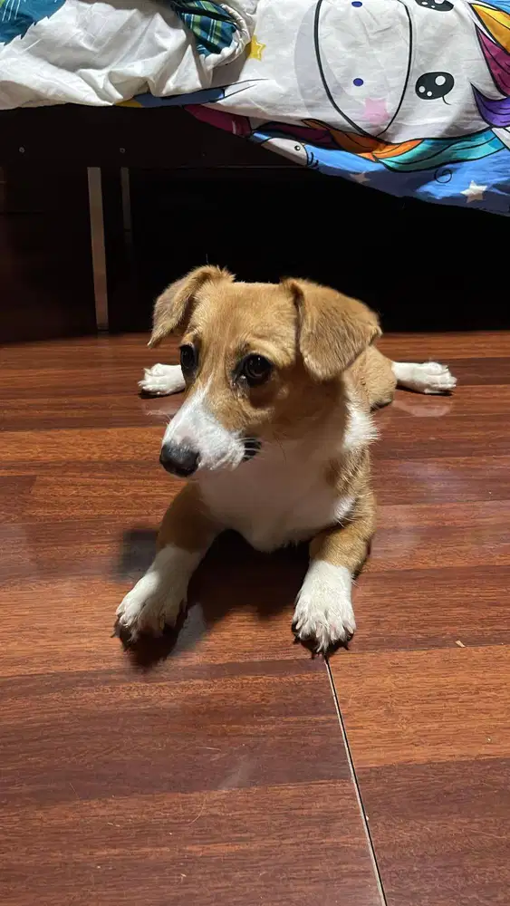 Open FREE adoption CORGI BETINA SABLE Kuping Turun 6 bulan