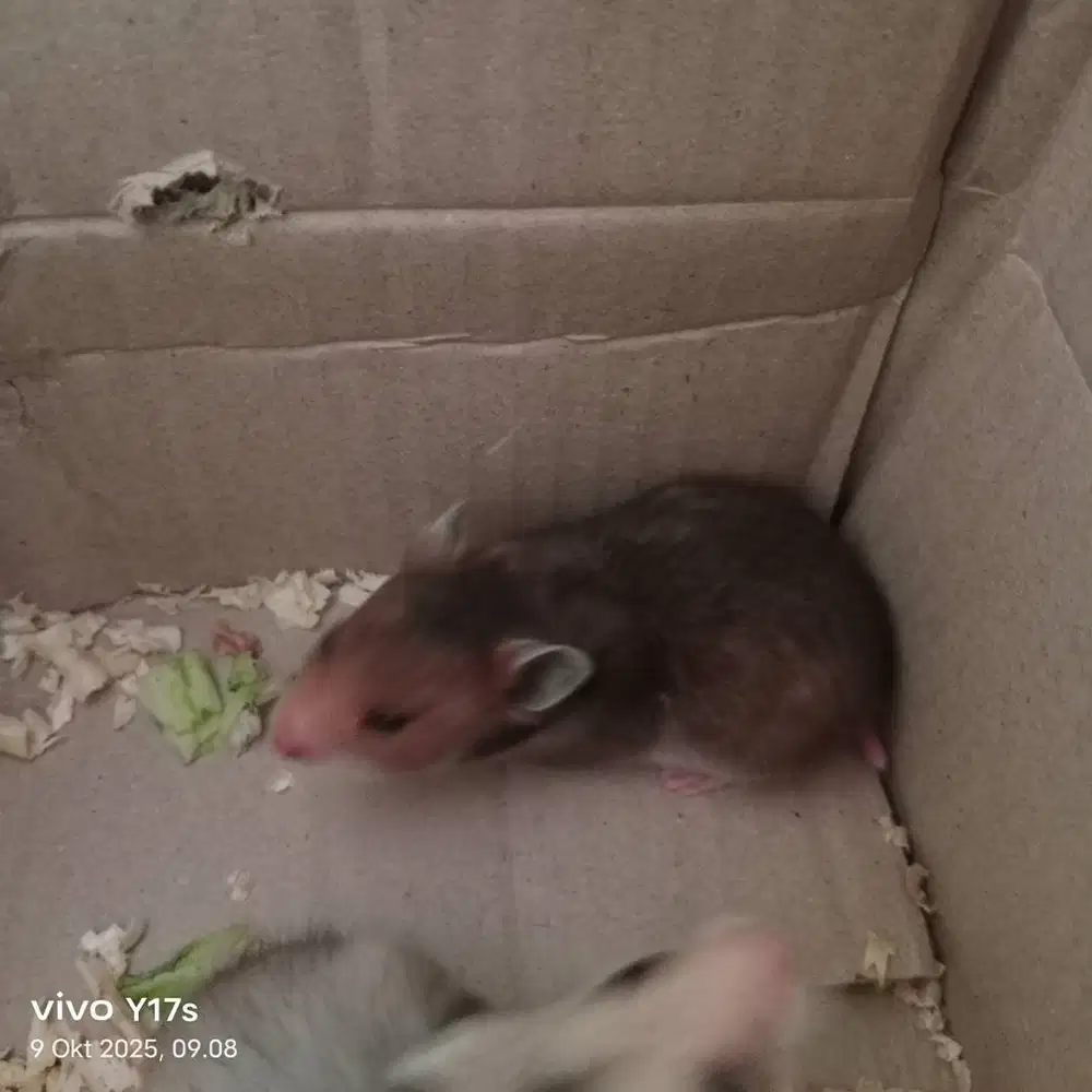 Hamster syirian cowo