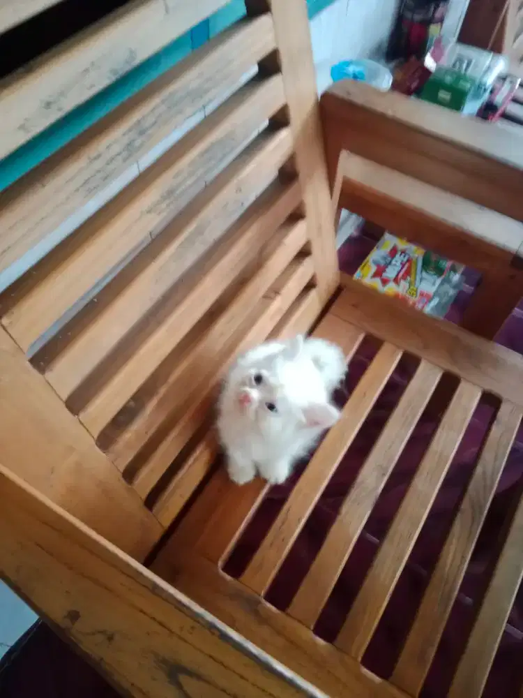 Lepas adopsi Kucing persia