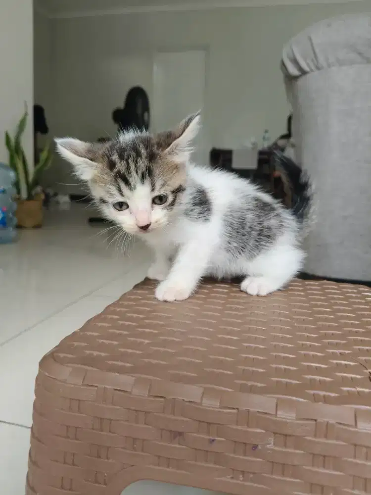 Kitten 2 bulan ¼ siberian cat 3pcs