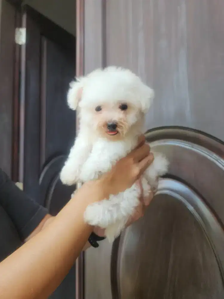 Mini Bichon Frise Puppy ( anti alergi dog )