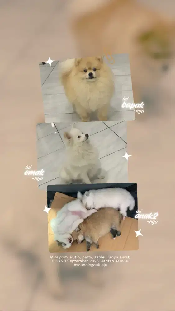 Puppy: Mini Pom DOB 20 September 2025