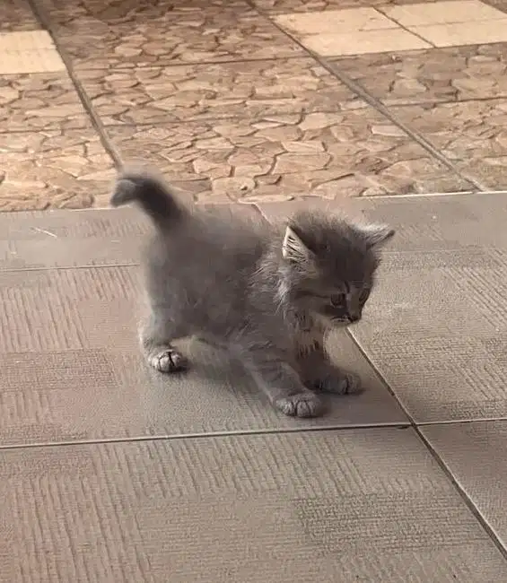 KITTEN PERSIAN LONGHAIR dan SHORTHAIR BULU KAPAS flatnose