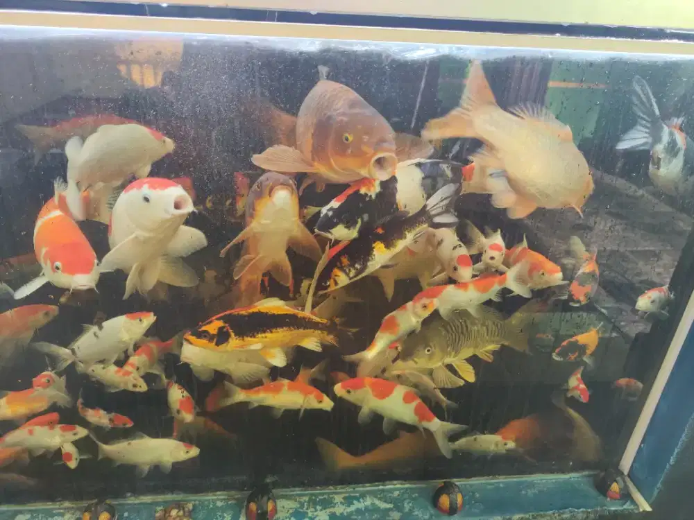 Jual Borongan Ikan Koi berbagai jenis dan ukuran.