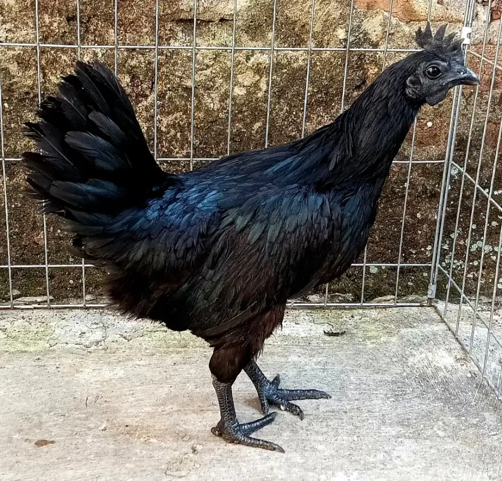 Ayam cemani hitam betina
