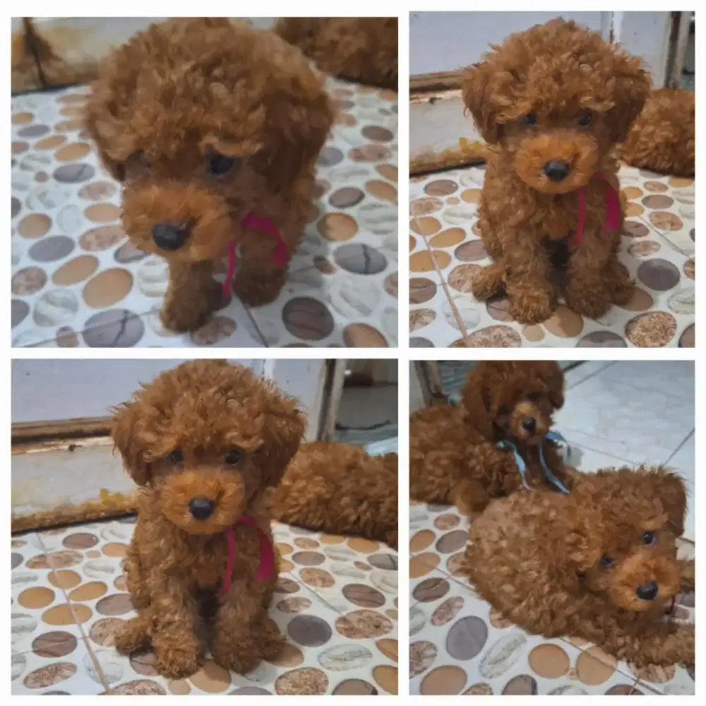 Di jual puppy Poddle 40hari