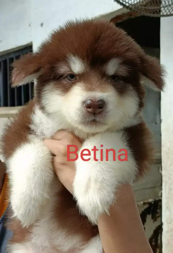 Pupies red malamut ( bandung)
