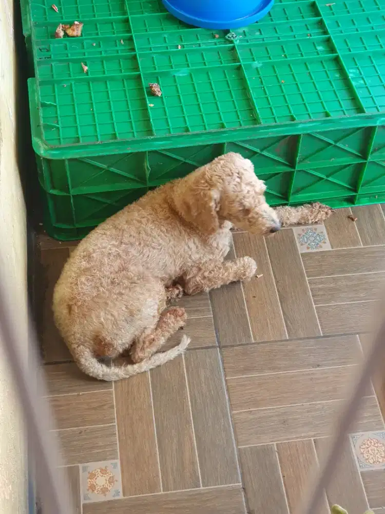 poodle betina 4 tahun