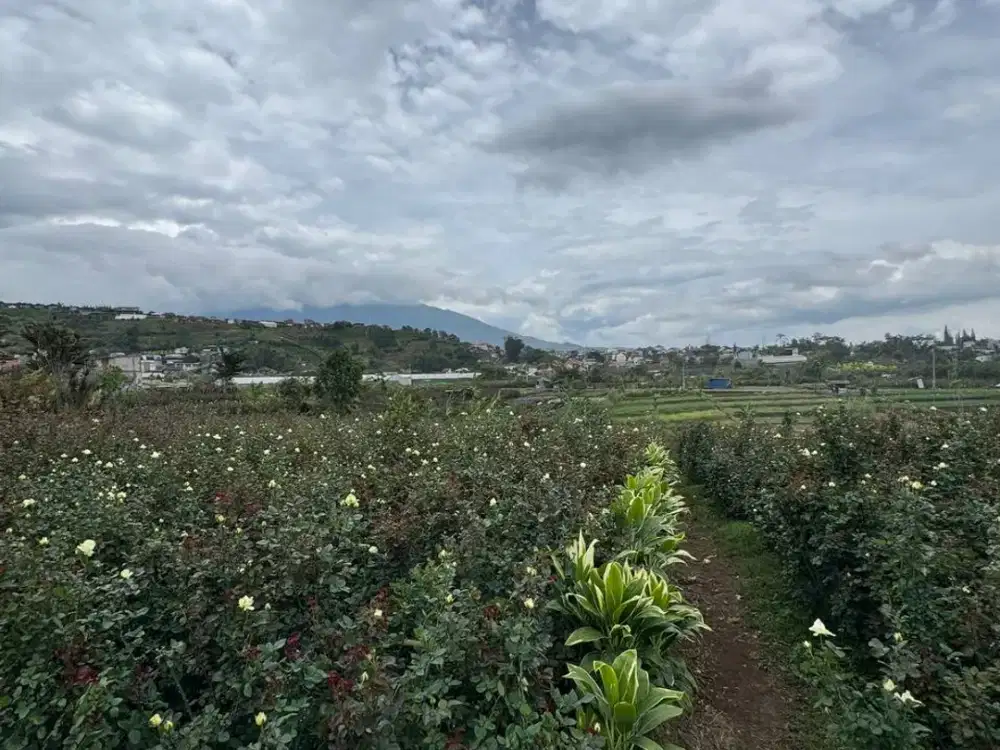 dijual tanah pekarangan view pegunungan kota batu