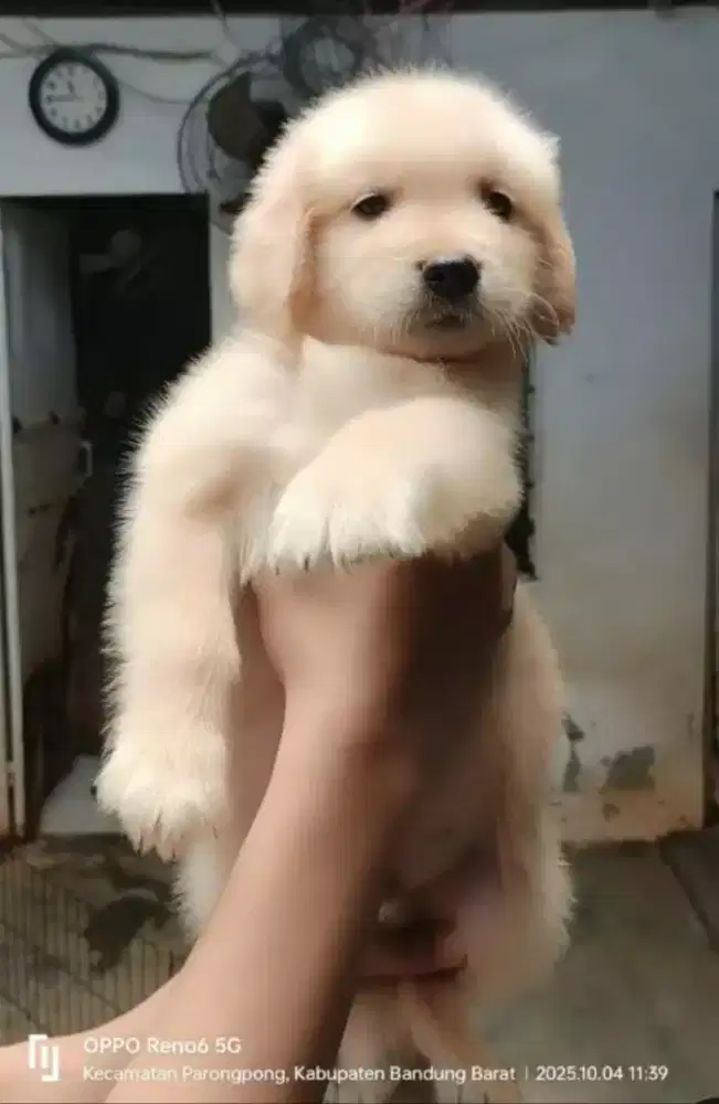 Pupies golden ( bandung)