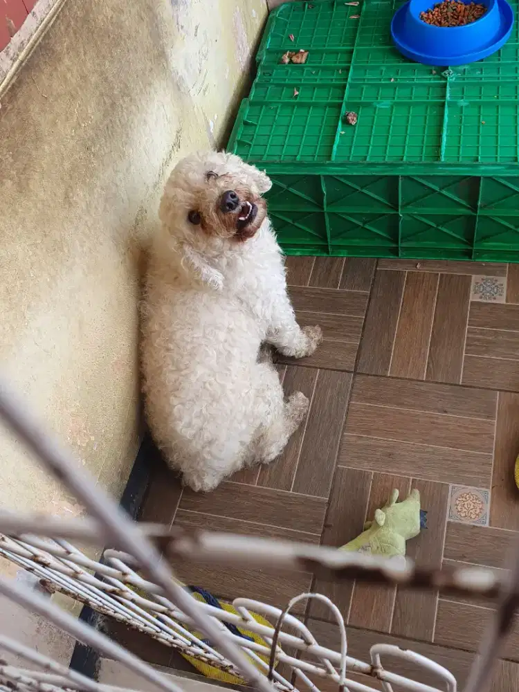 Poodle jantan tangguh umur 4 tahun