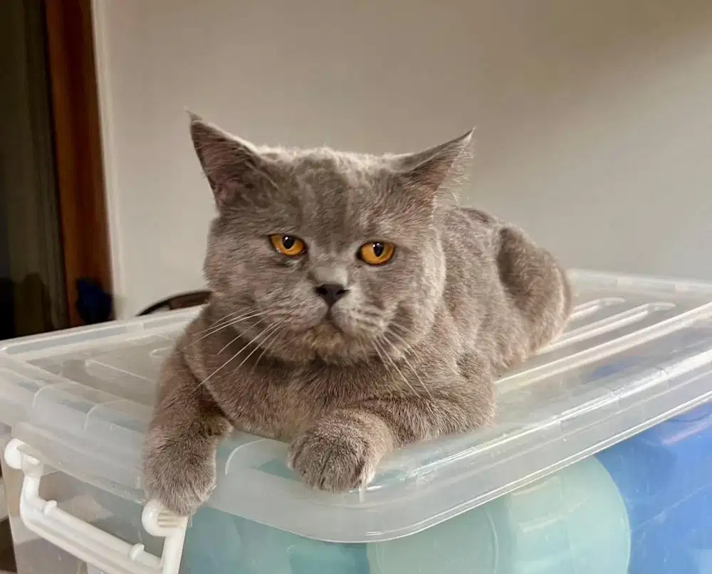 BSH BLUE JANTAN
