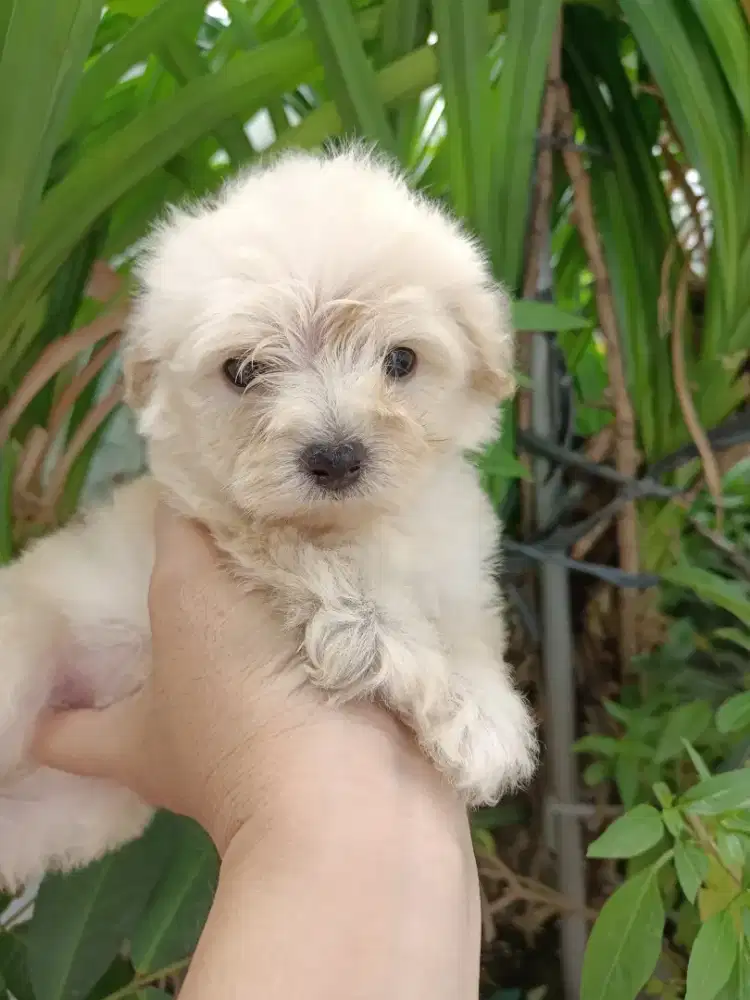 aprikot female poodle