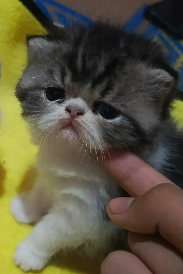 Kitten Peaknose jantan usia 2 bulan