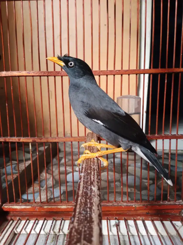 Burung jalak kebo gacor fulset