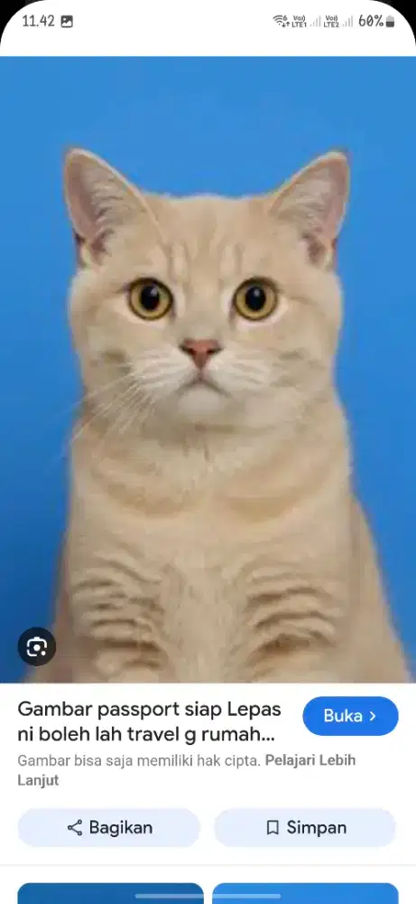 Kucing British Shorthair / BSH non ped