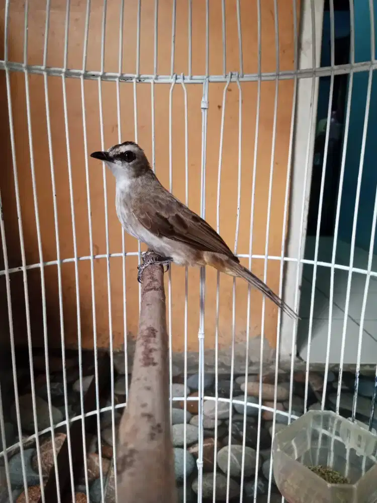 Burung Terucukan jinak gacor